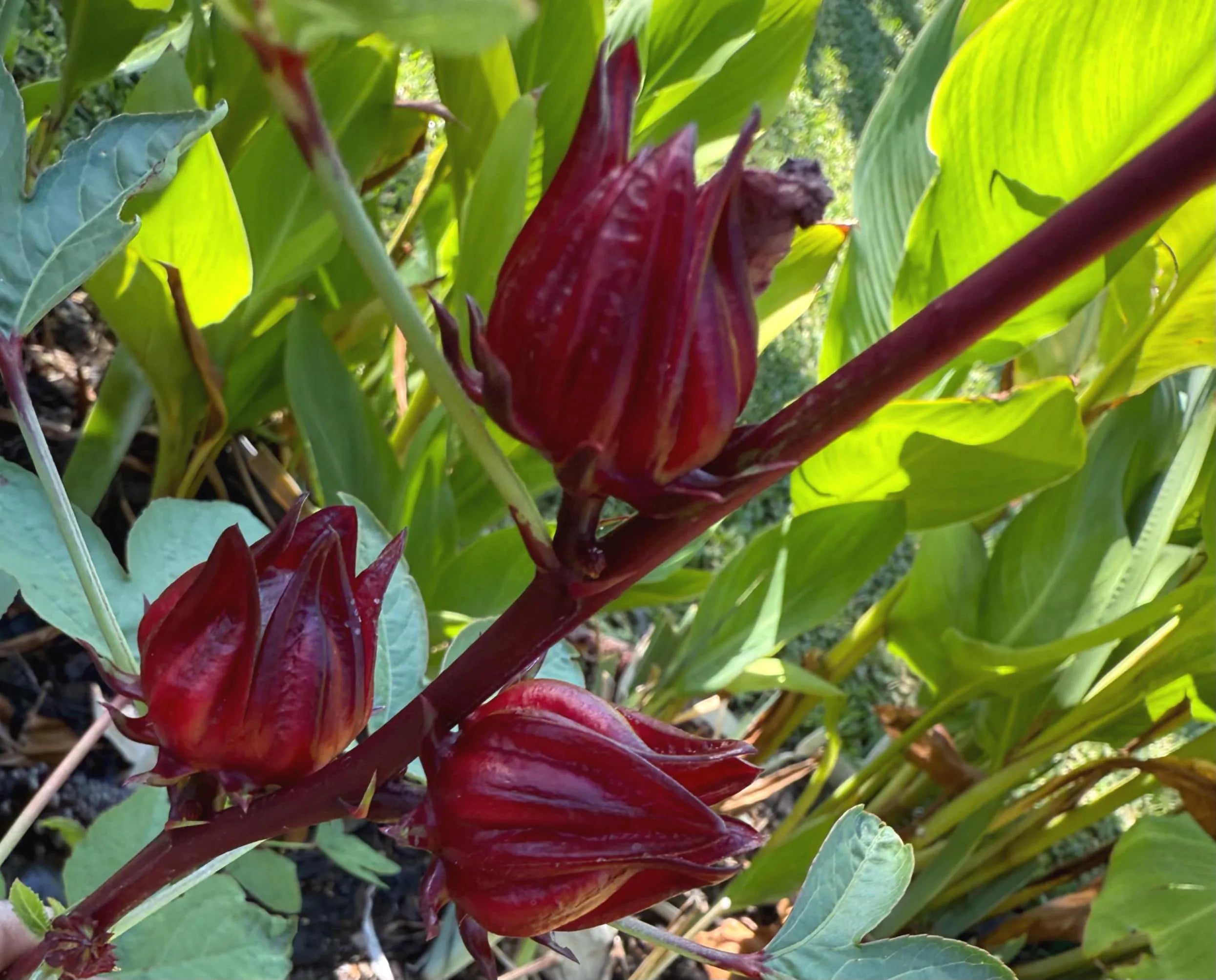 20 Fresh Red Roselle Seeds (Hibiscus sabdariffa)