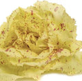 Endive Castelfranco Seeds