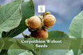 5 Carpathian Walnut Seeds: Juglans Regia, Hardy Nut Tree