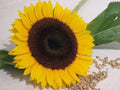 25 EBONY  GOLD SUNFLOWER Helianthus Annuus Flower Seeds