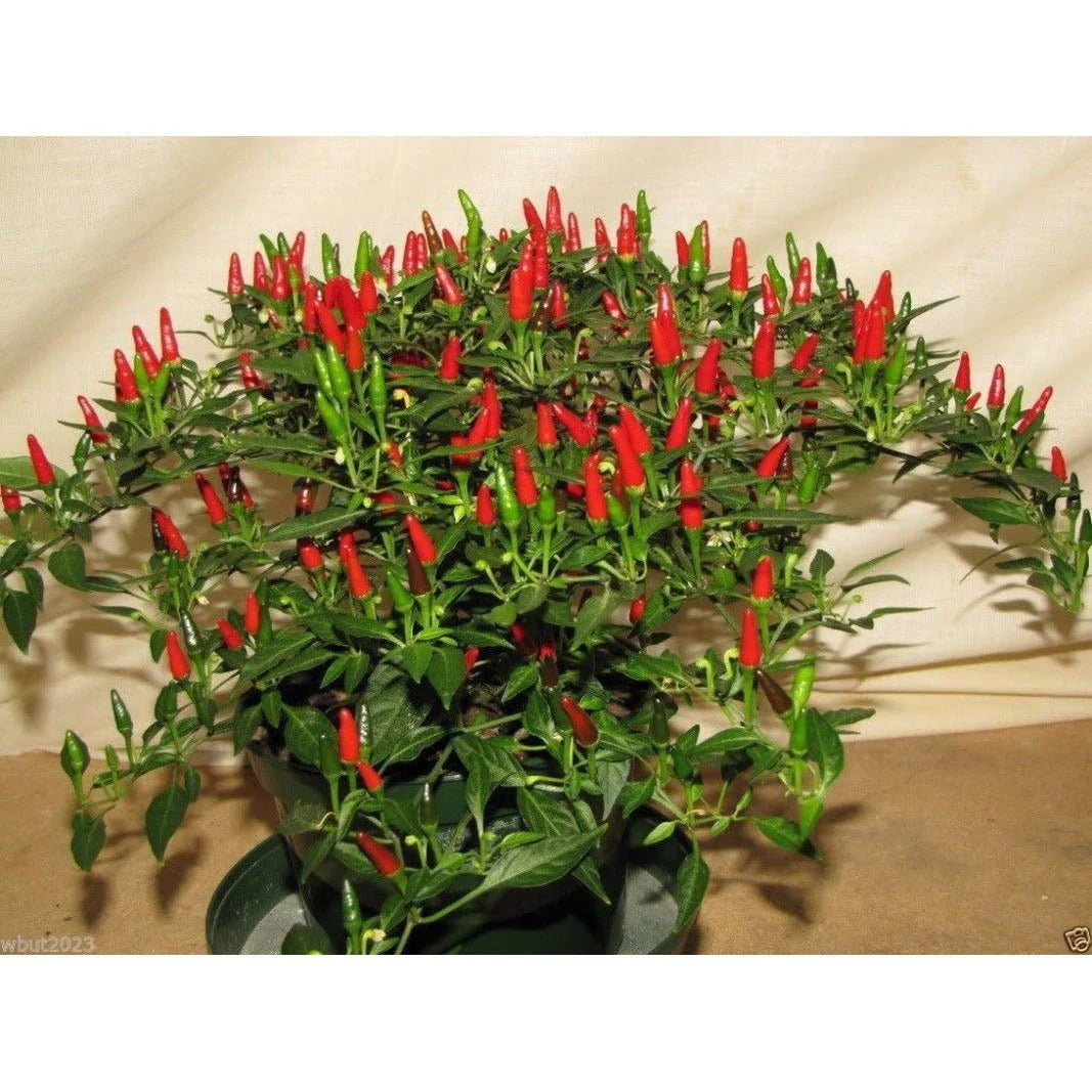 Small Thai Chili Hot Pepper Seeds(10 Seeds)