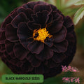 25 Black Marigold Seeds, Rare Hybrid Bloom, Deep Burgundy Flowers, Heirloom Variety, Dark Garden Accent, Non-GMO Seeds