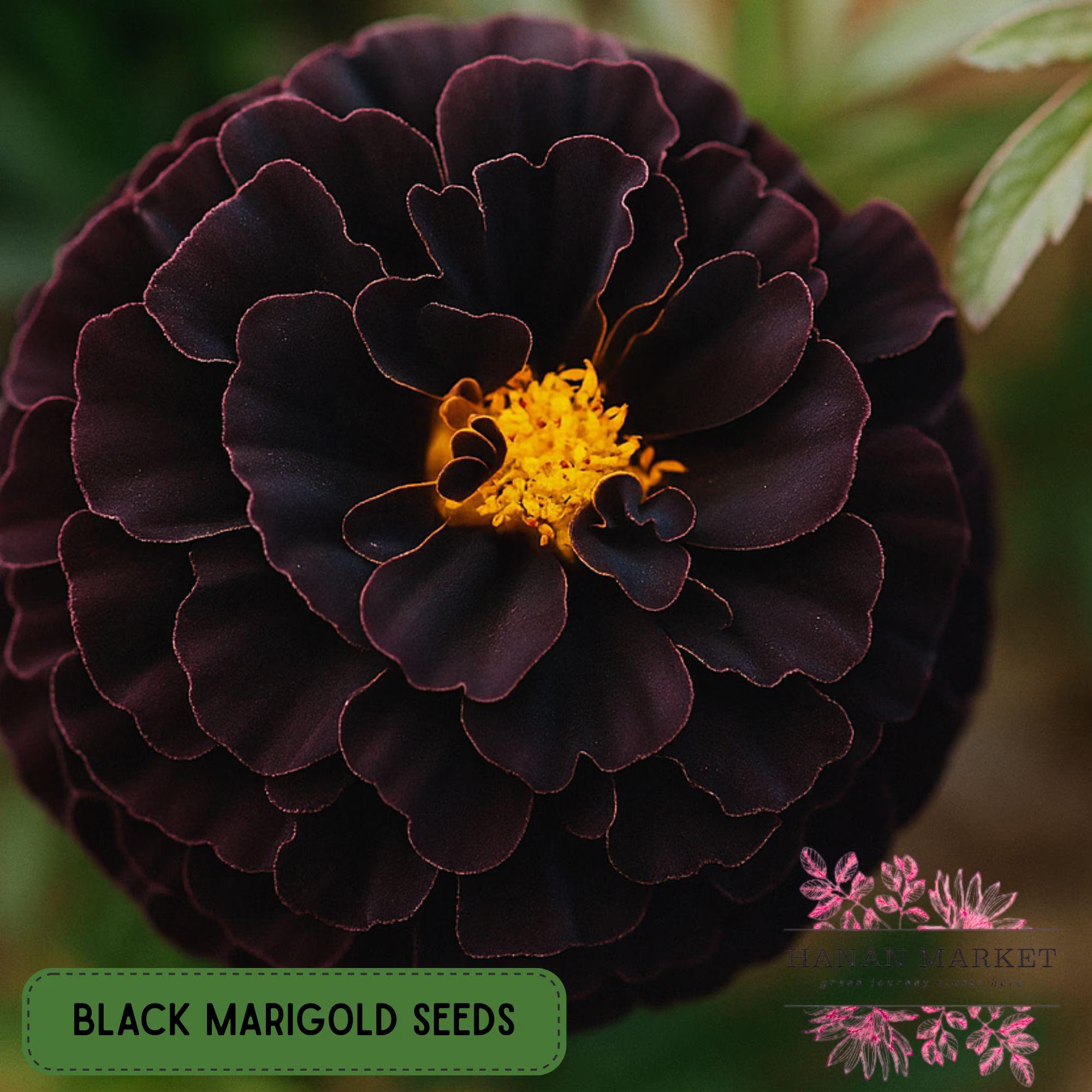 25 Black Marigold Seeds, Rare Hybrid Bloom, Deep Burgundy Flowers, Heirloom Variety, Dark Garden Accent, Non-GMO Seeds