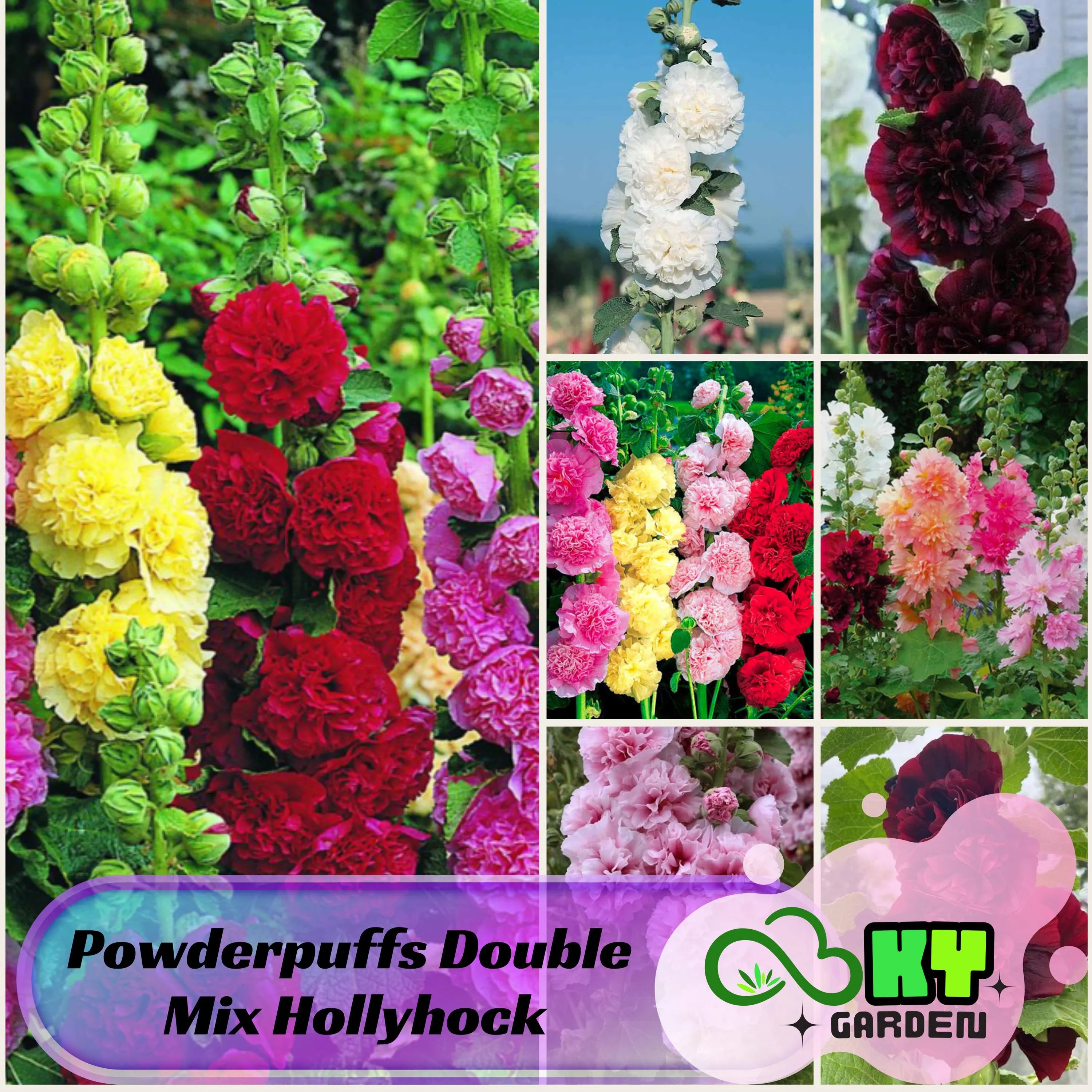 Powderpuffs Double Mix Hollyhock Seeds - Showy Blooms, Tall Flower Spikes, Attracts Pollinators, Drought Tolerant, Plant in Spring/Fall