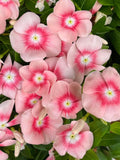 Blush Pink Vinca Seeds, Periwinkle, Catharanthus Roseus, Madagascar Periwinkle, Easy to Grow