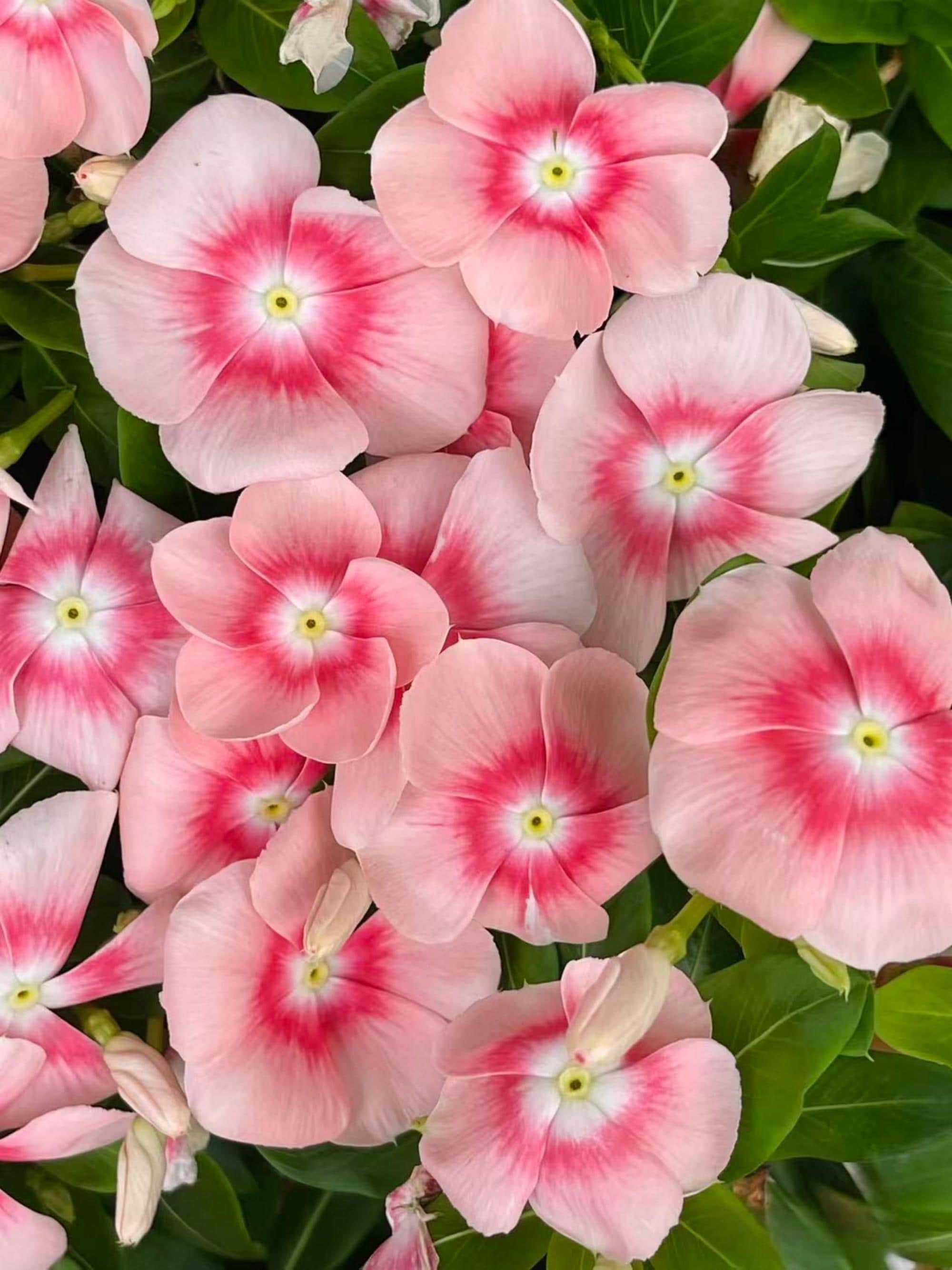 Blush Pink Vinca Seeds, Periwinkle, Catharanthus Roseus, Madagascar Periwinkle, Easy to Grow