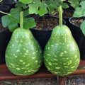 Taiwan Bottle Gourd Seeds - Yongfang Variety(5 seeds)