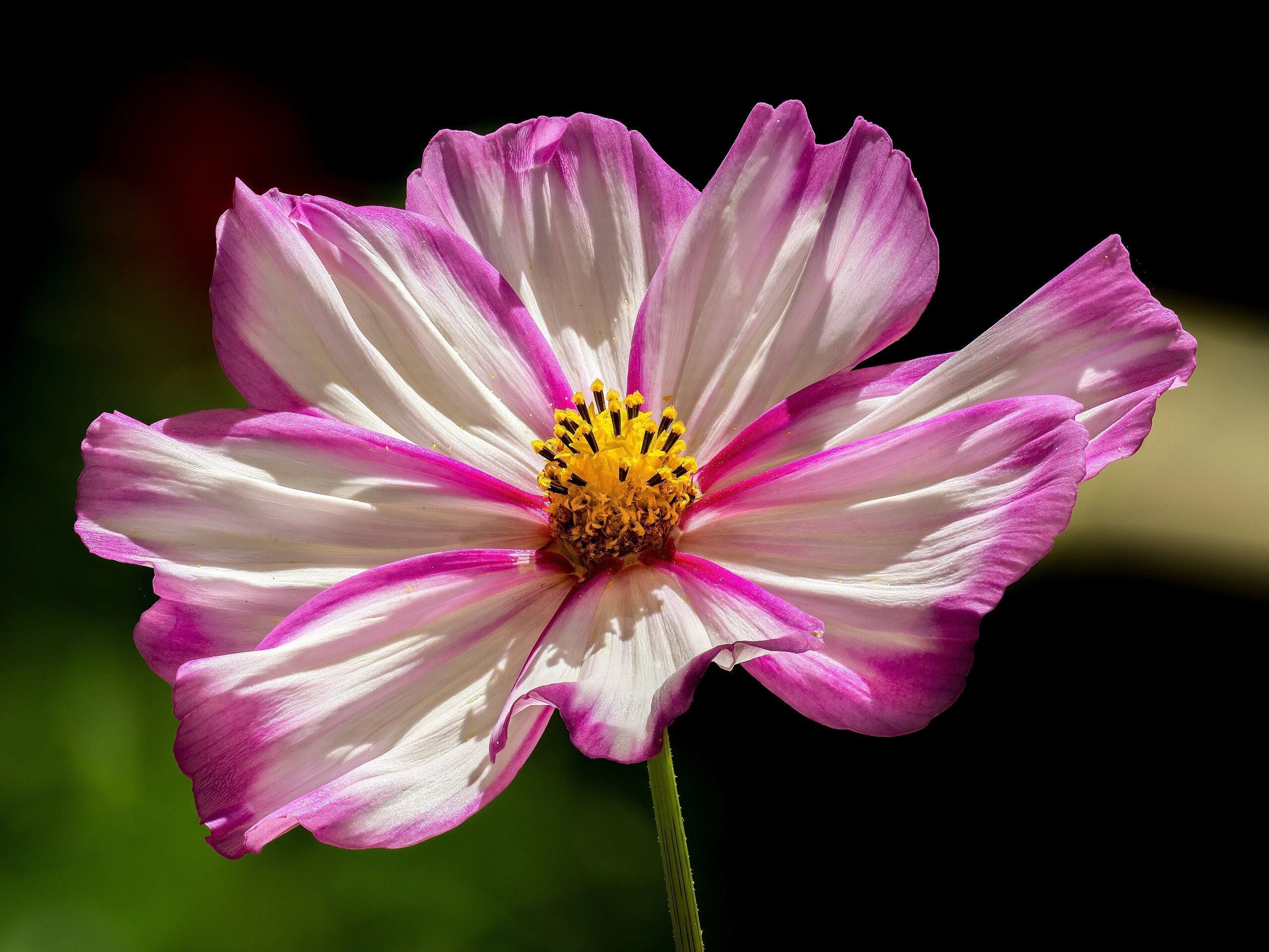 CANDY STRIPE COSMOS Seeds *Free Shipping!* Fresh  Organic Cosmos bipinnatus Seeds | Pink Outdoor Flower Seeds for Planting, Mexican Aster(100 Seeds)