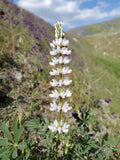 Chick Lupine Seeds|Lupinus microcarpus|California Native Plants|Native Wildflower Seeds|Lupine|Southwestern Plants|Gift for Plant Lover