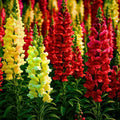 Mix Snapdragon Rainbow 6000 Flower Seeds