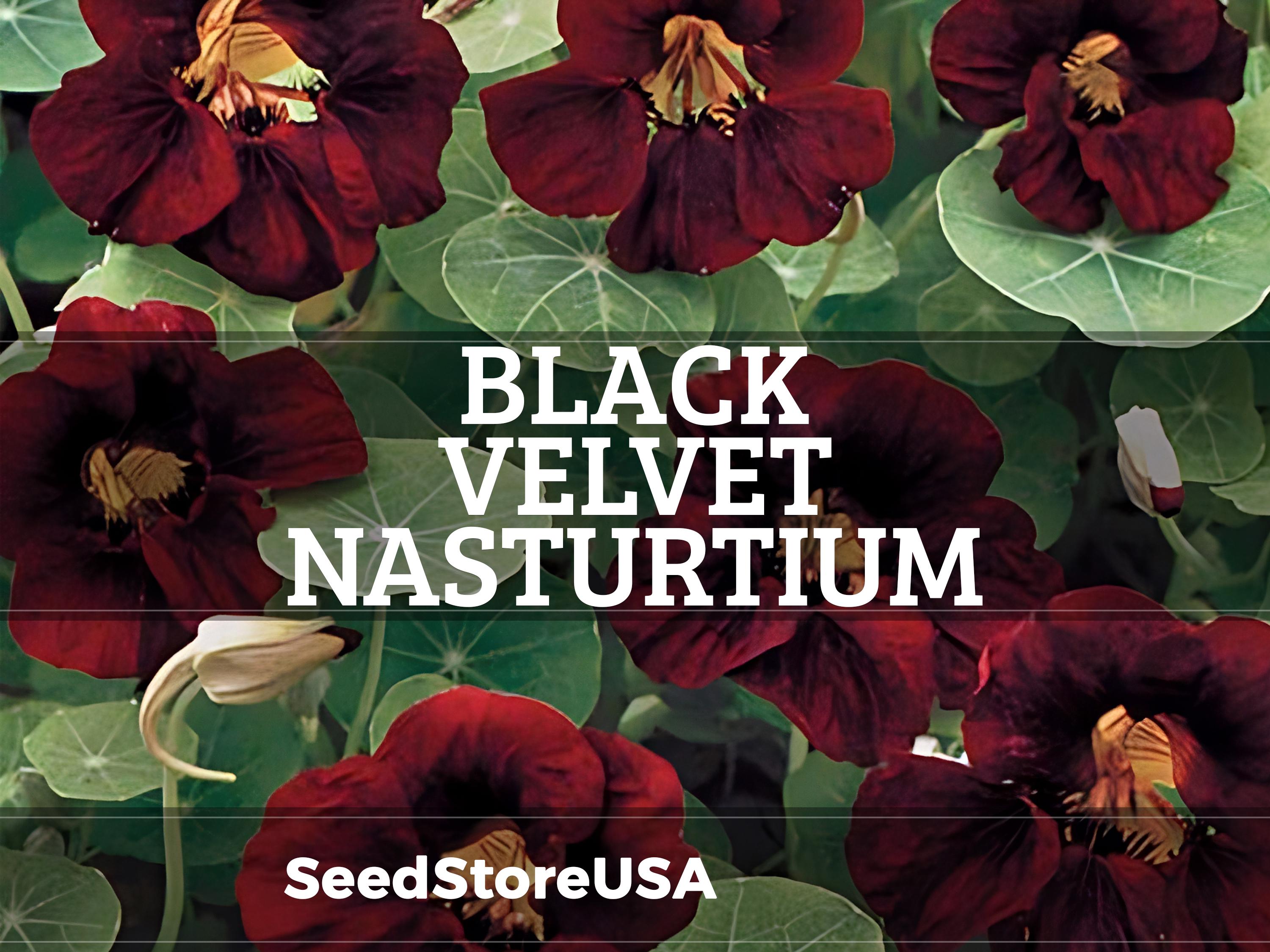 Black Velvet Nasturtium Seeds | Tropaeolum Minus | Non-GMO | Flower Seeds | Seed Store | 1296(10 Seeds)