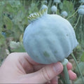 1000 Giant Rattle Poppy Seeds – P. somniferum | Huge Pink  White Blooms | Heirloom Flower | Attracts Pollinators