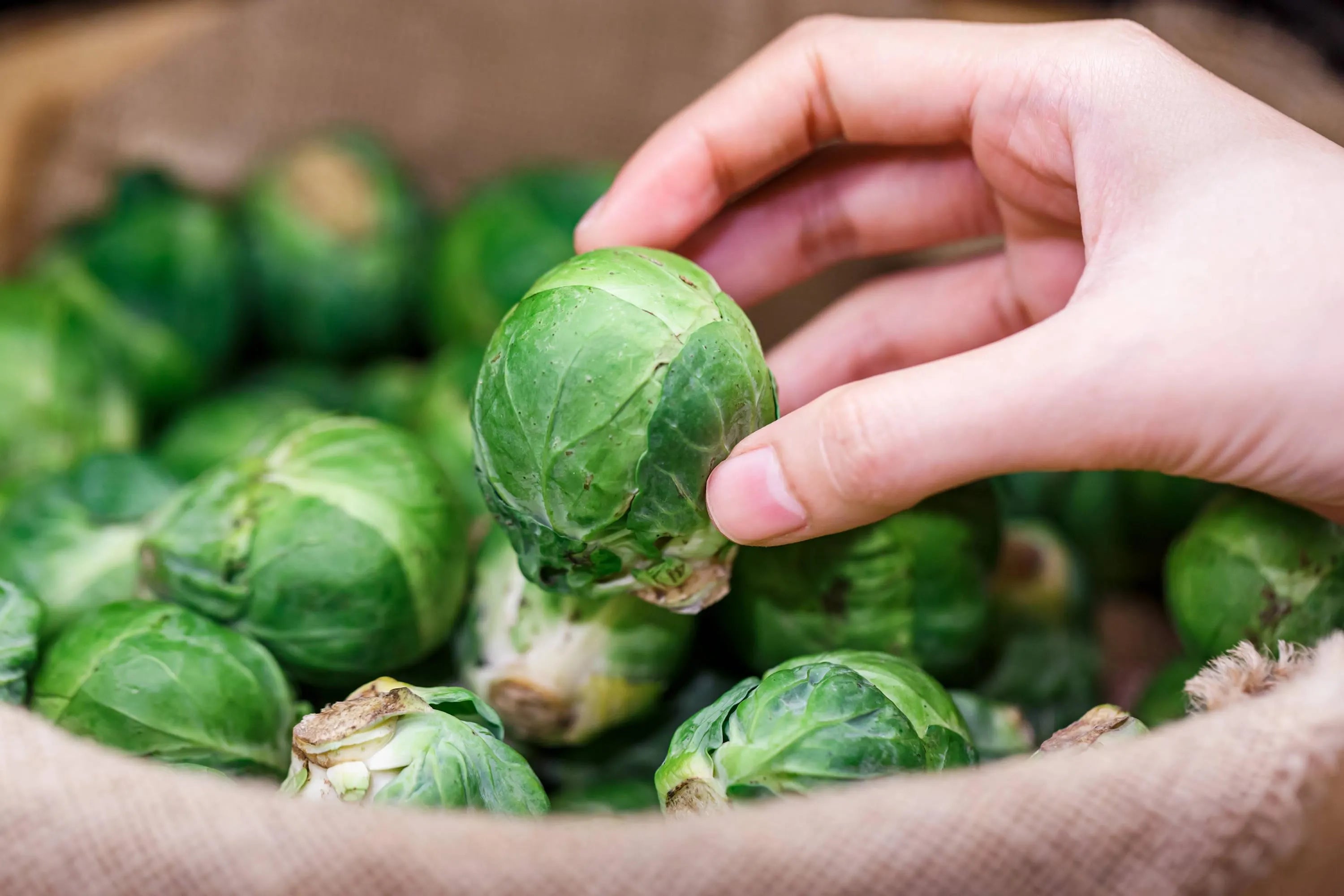 Long Island Improved Brussels Sprouts Seeds Non-GMO Heirloom, Tracking Included, Garden Seeds, Heirloom Seeds, Planting Seeds(500 Seeds)