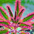 Rare Pink Butterflies Kalanchoe Succulent 15 Seeds