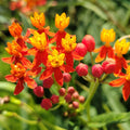 Tropical Milkweed Seeds – Heirloom Flower, Vibrant Wildflower, Attracts Monarch Butterflies (Asclepias curassavica) | 20/100/200 Seeds(20 Seeds)