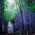 Rare Purple Bamboo Seeds,40/200/400pcs/pack(40 Seeds)