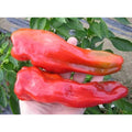 Gentle Giant Goliath F1 Hybrid Sweet Pepper Seeds(10 Seeds)