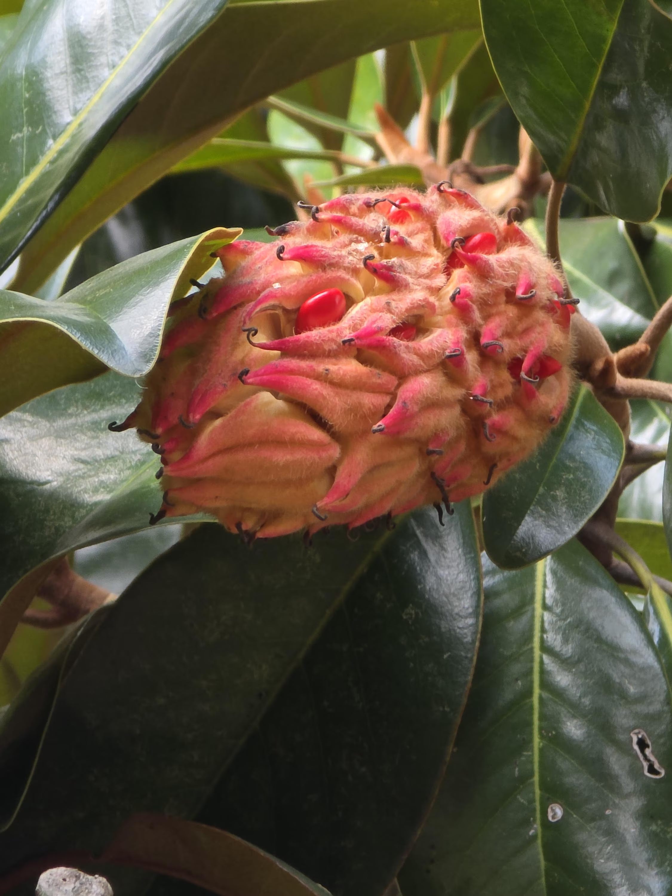 Magnolia Tree Seed Pods