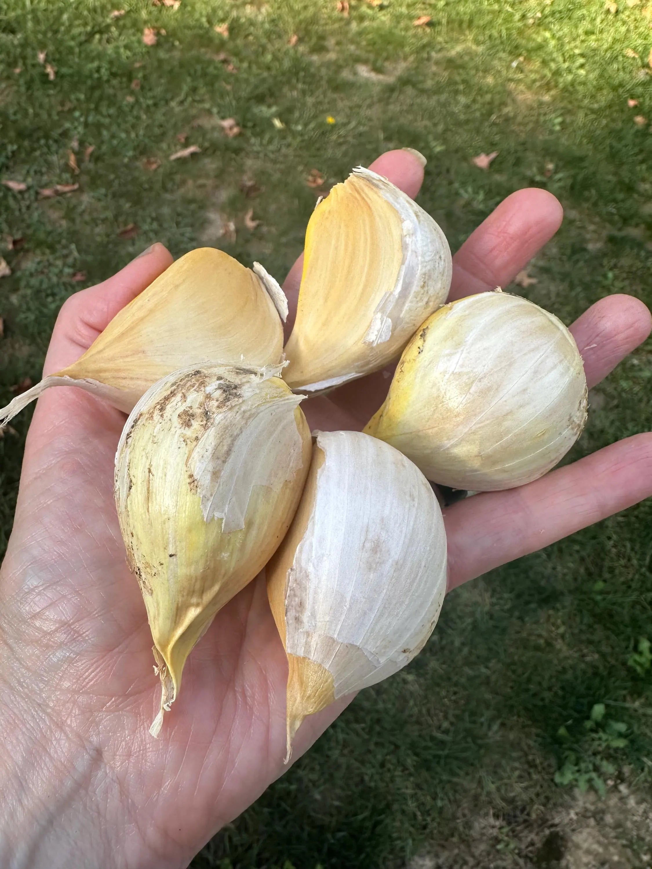 Elephant Garlic Cloves for planting or eating(5 small cloves)