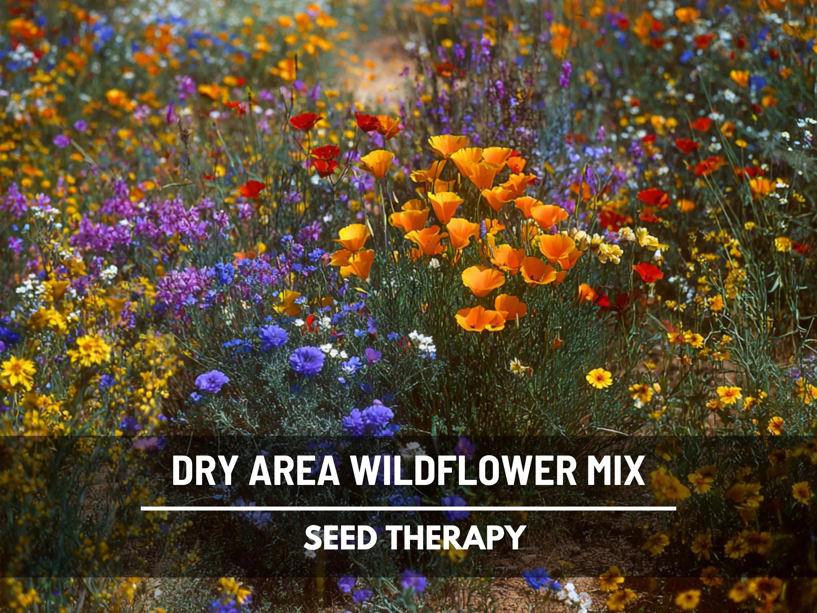 Dry Area Wildflower Mix – 1,000 Seeds, Heirloom Flowers, Drought-Tolerant, Ideal for Xeriscaping, Easy to Grow