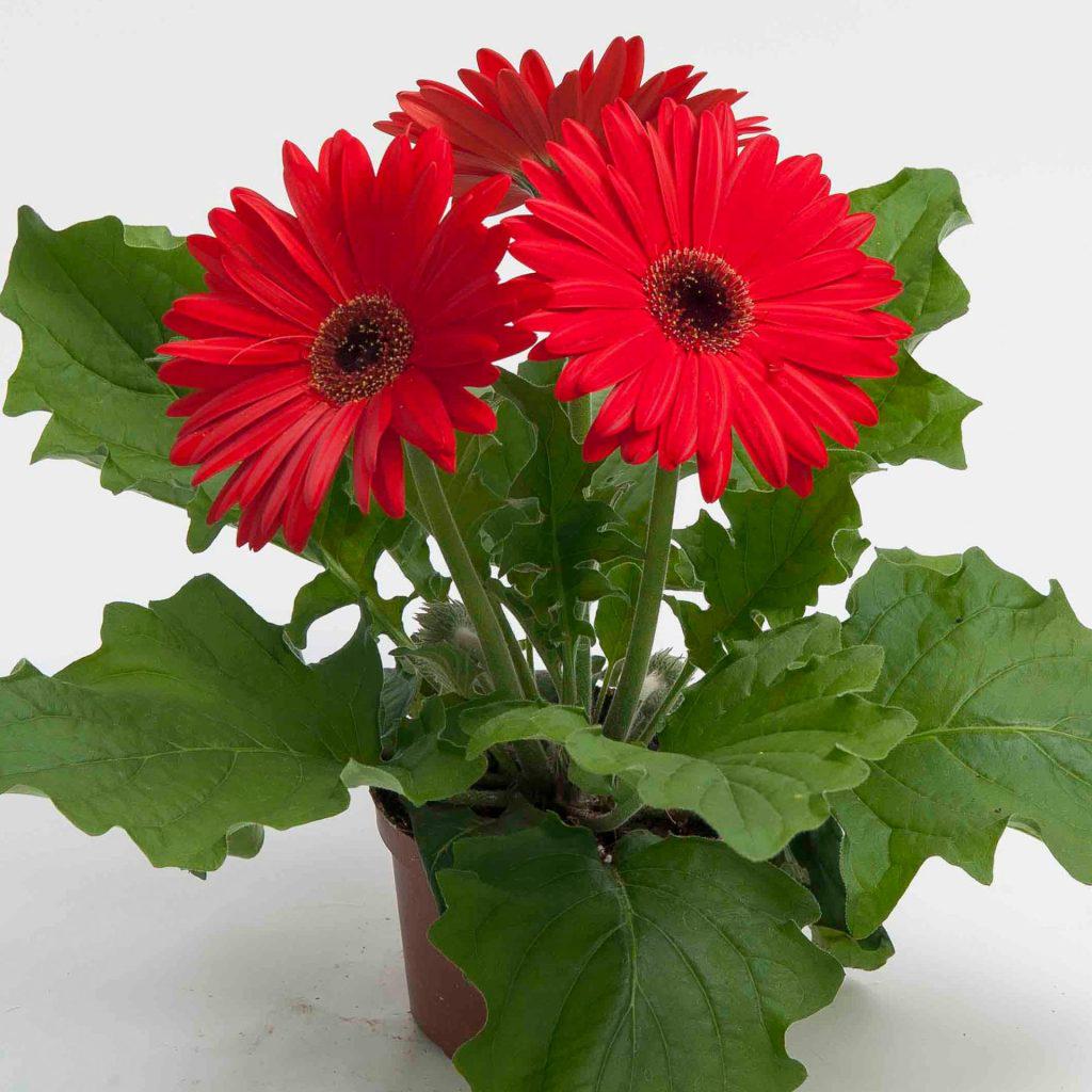 Gerbera Daisy, Red: dark eye. SEEDS
