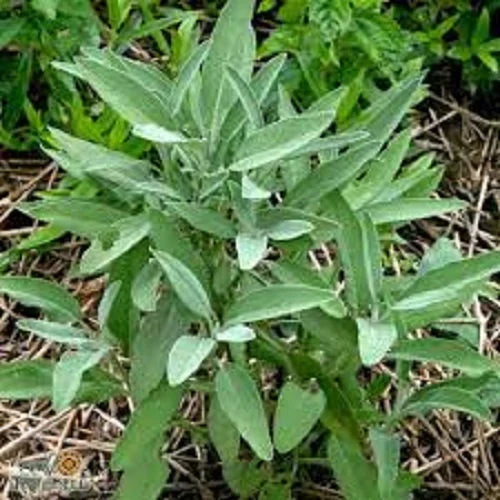 Premium Broadleaf Sage - Fresh Organic Heirloom Seed -  Medicinal and culinary benefits!(100 Seeds)