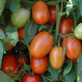 Plum Regal F1 Tomato Seeds(10 Seeds)
