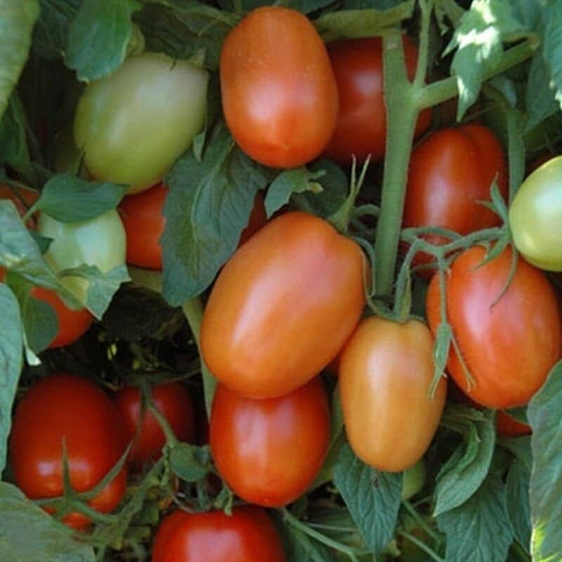 Plum Regal F1 Tomato Seeds(10 Seeds)