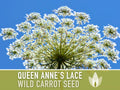 Queen Anne#39;s Lace (Wild Carrot) Seeds - Heirloom Seeds, Daucus Carota, Culinary Herb, Medicinal Plant, Pollinator Friendly, OP, Non-GMO