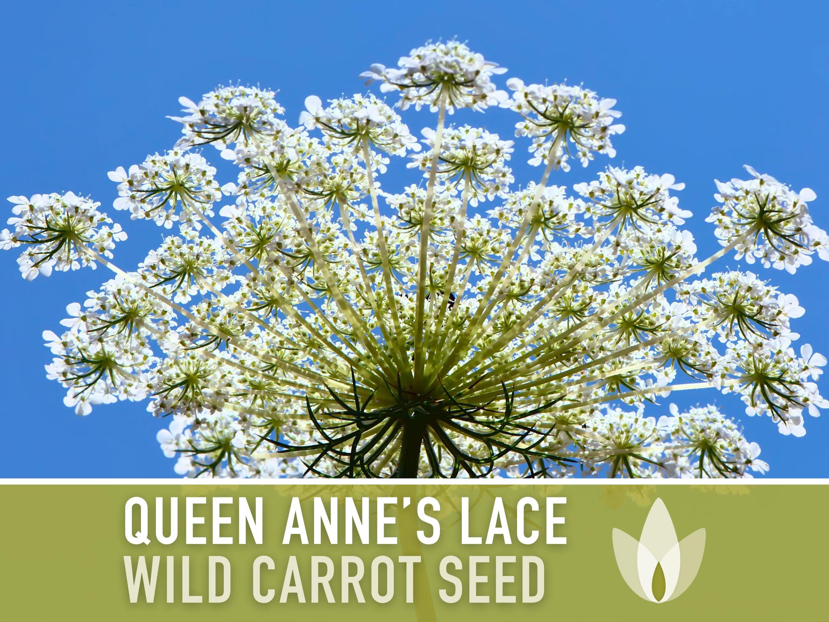 Queen Anne#39;s Lace (Wild Carrot) Seeds - Heirloom Seeds, Daucus Carota, Culinary Herb, Medicinal Plant, Pollinator Friendly, OP, Non-GMO