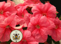 Peach Limbo Petunia Seeds, Limbo Series, Pelleted for easier sowing and germination, Petunia Hybrida PE7525P