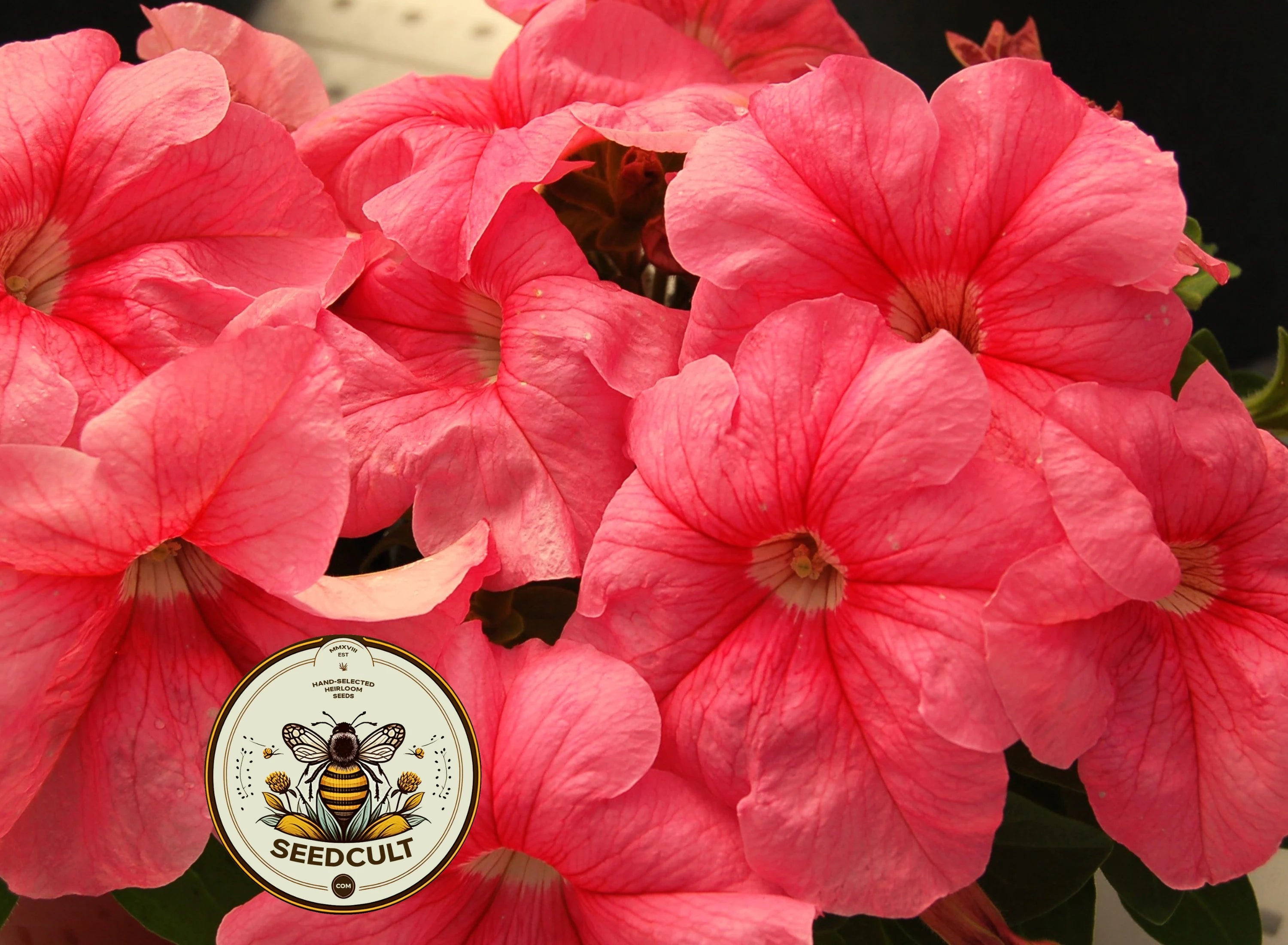 Peach Limbo Petunia Seeds, Limbo Series, Pelleted for easier sowing and germination, Petunia Hybrida PE7525P