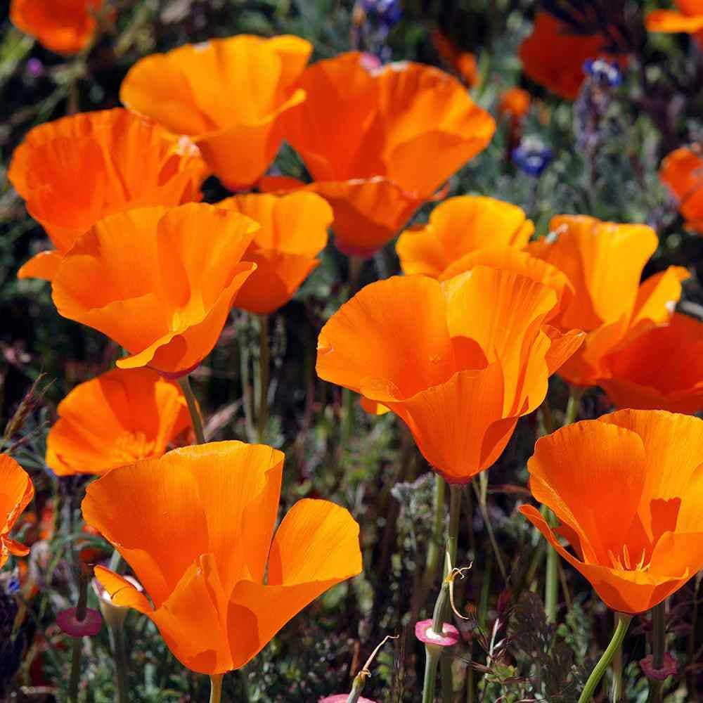 Poppy Seeds -California Poppy Seeds(100)