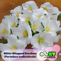 White Wingpod Purslane (Portulaca umbraticola) Seeds - Low Maintenance, Ground Cover, Attracts Pollinators, Plant in Spring/Summer