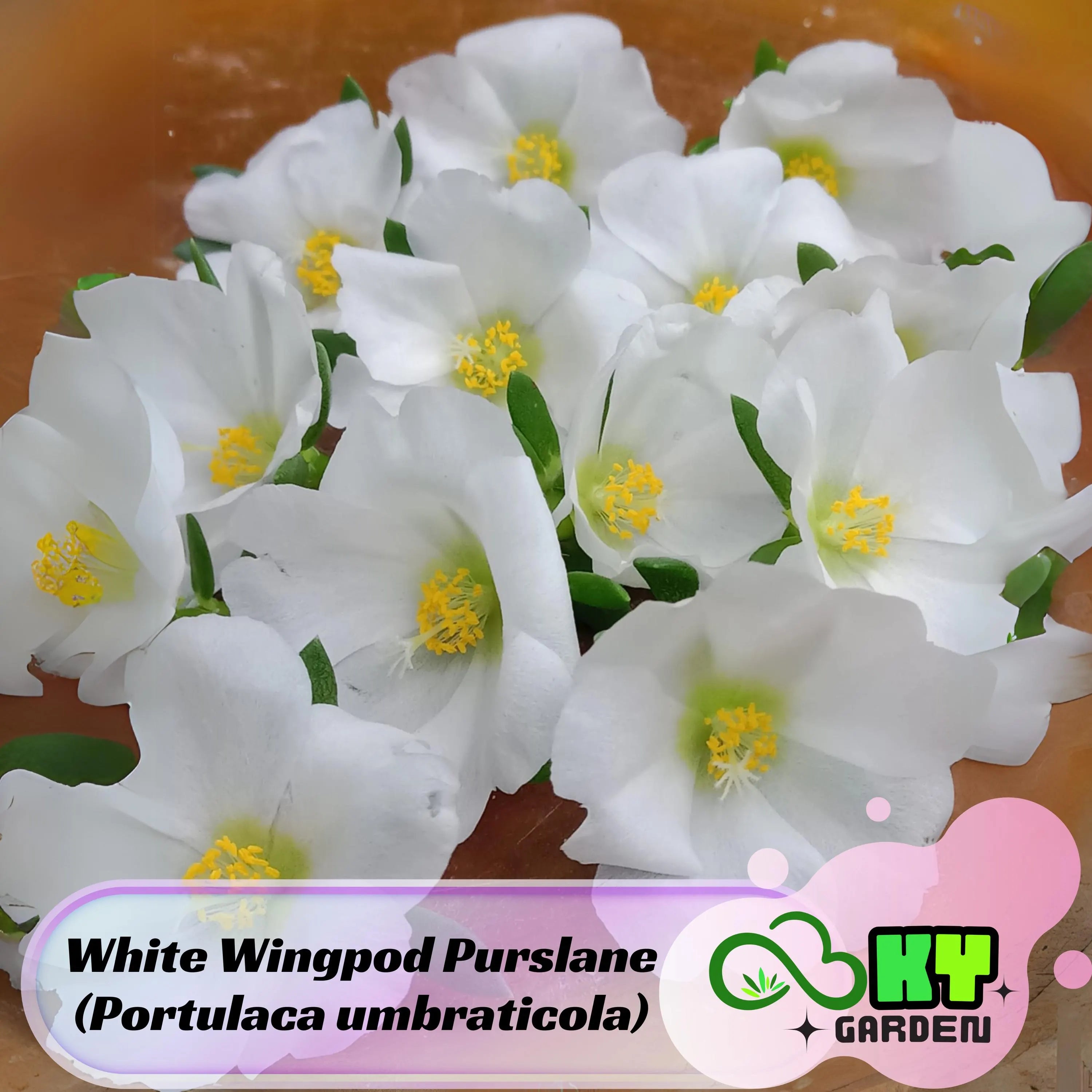 White Wingpod Purslane (Portulaca umbraticola) Seeds - Low Maintenance, Ground Cover, Attracts Pollinators, Plant in Spring/Summer