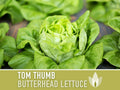 Tom Thumb Butterhead Lettuce Seeds - Heirloom Seeds, Dwarf Butterhead Lettuce, Container Garden, Single Size, Open Pollinated, Non GMO