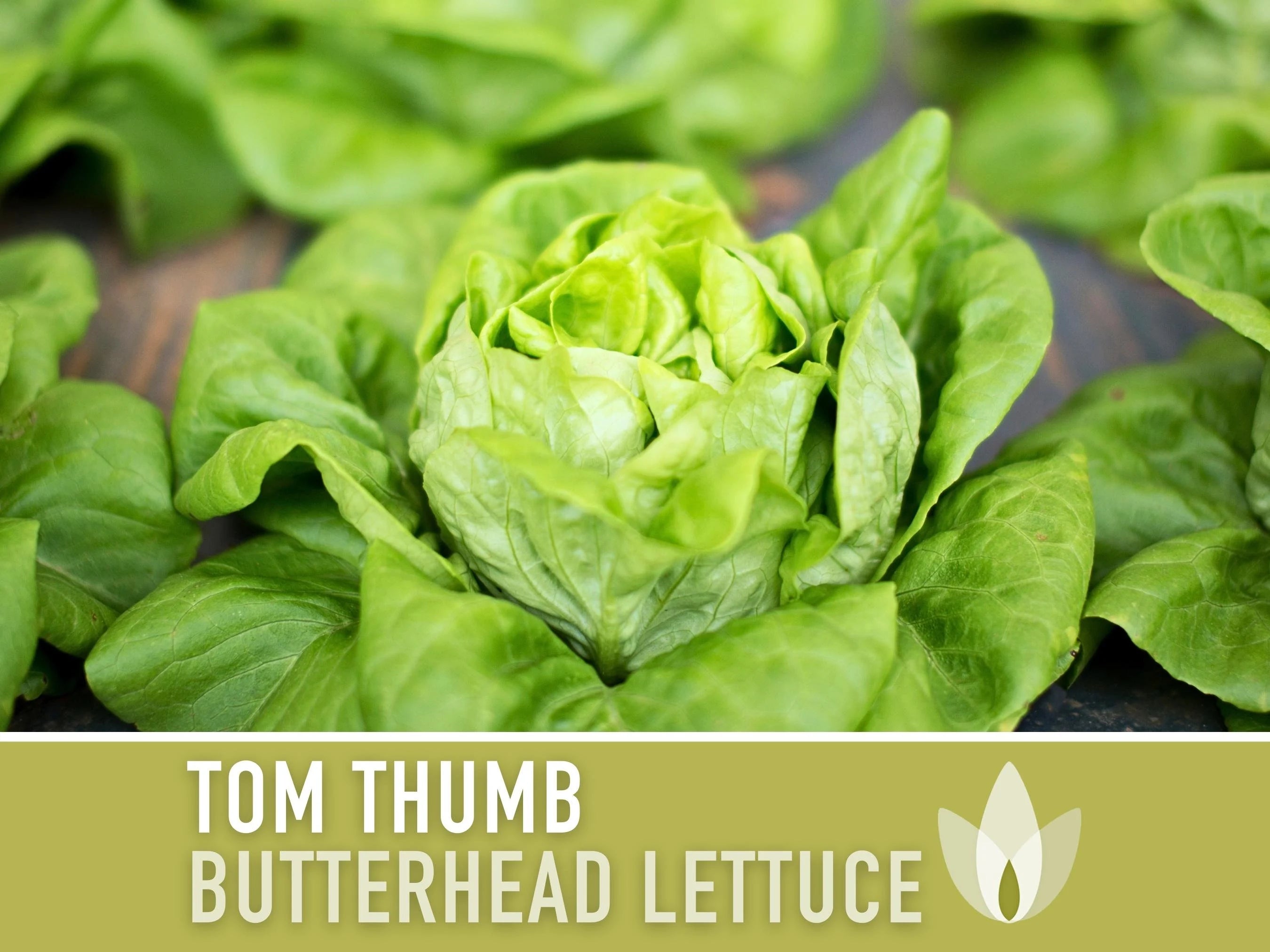 Tom Thumb Butterhead Lettuce Seeds - Heirloom Seeds, Dwarf Butterhead Lettuce, Container Garden, Single Size, Open Pollinated, Non GMO