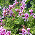 1500 Citronella Plant Seeds Non-GMO Citronella Plant Seeds Home Heirloom Garden Perennial Plant Seeds for Planting