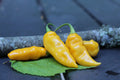 20+ Datil Superhot Pepper Seeds – Heirloom Hot Pepper with Tangy, Bright Heat, Garden Gift