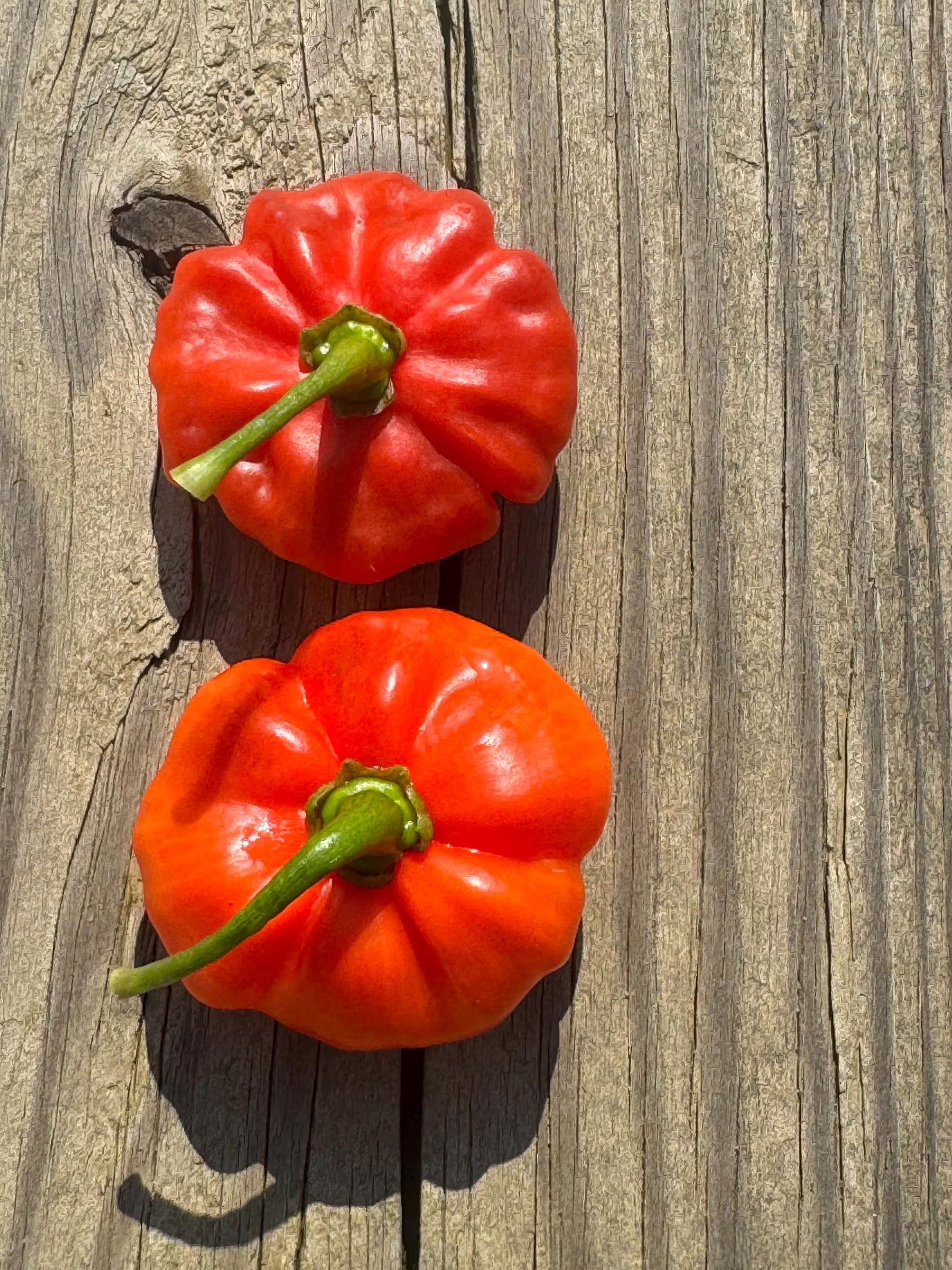 10+ Aji Cachucha Pepper Seeds(10 seeds)