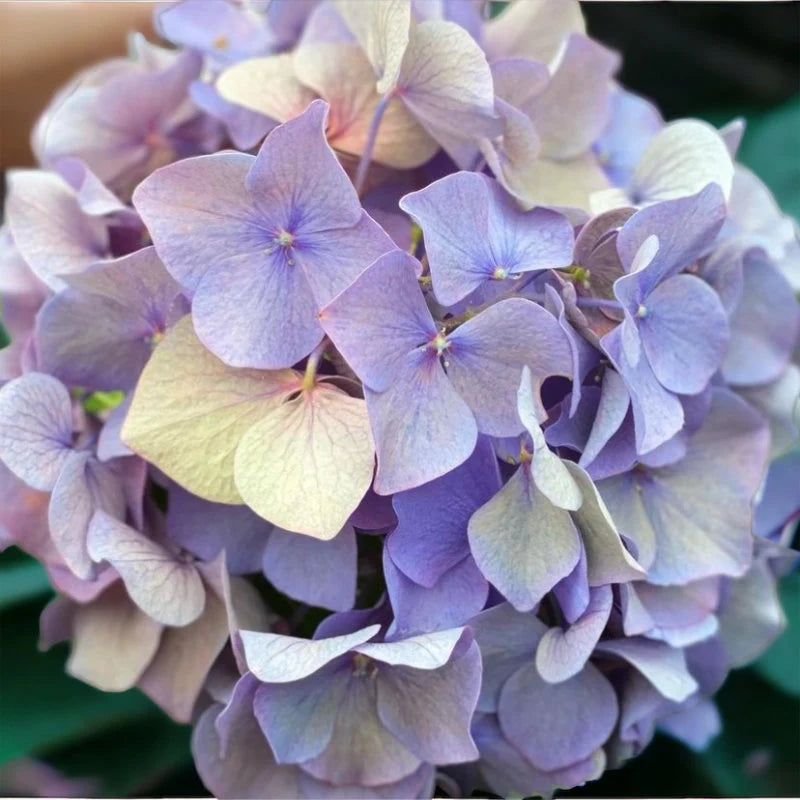 Hydrangea Seeds 11/55/110 Seeds Perennial Hardy Garden Shrub Bloom Flower Seed Flowers(11 Seeds)