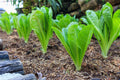 Romaine Lettuce Seeds (Lactuca sativa var. longifolia)