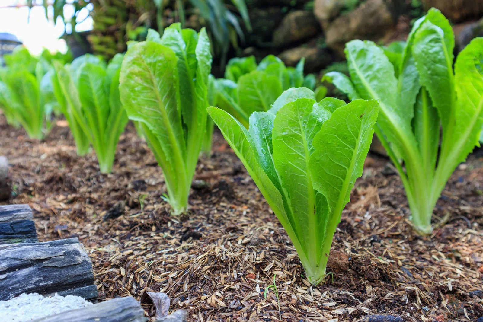 Romaine Lettuce Seeds (Lactuca sativa var. longifolia)