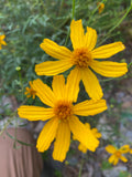 Mexican Marigold - 100+ plant seeds - Tagetes lemmonii - Arizona Native