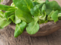 Corn Mâche Seeds, Dutch Broad Leaf Corn Salad, Lamb#39;s Lettuce, 350 Seeds // Heirloom, Non GMO, valerianella locusta