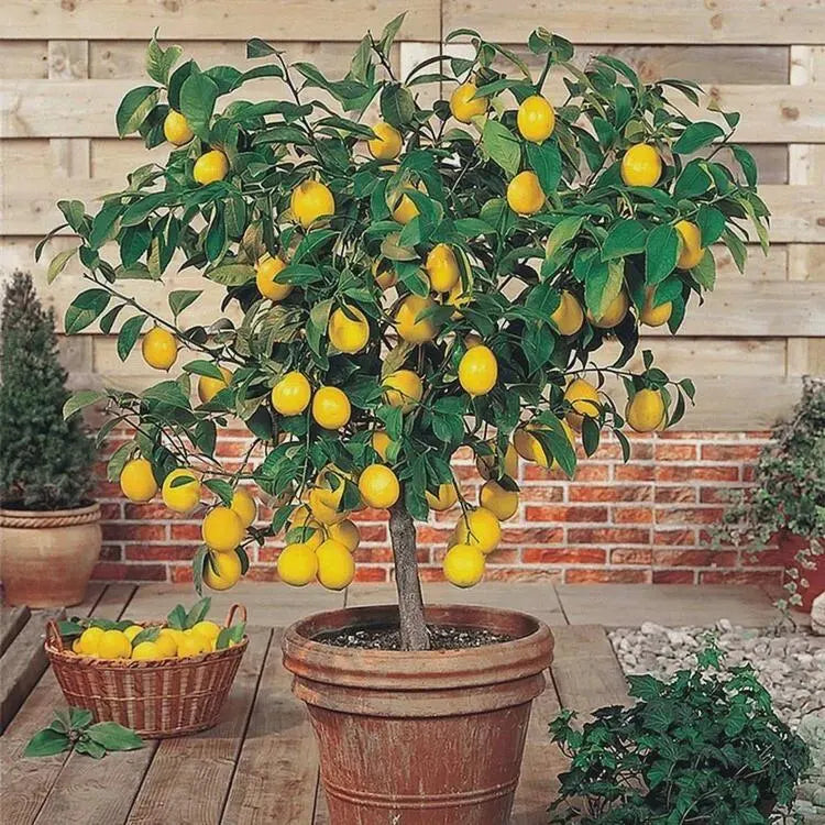 30 Perfume Lemon Seeds – Bonsai Fruit Tree – Grow Your Own Citrus