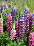 PINK LUPINE MIX Seeds *Free Shipping!* Fresh  Organic Lupinus polyphyllus Seeds for Planting, Bigleaf Lupine | Native Lupin Flower Seed Mix(100 Seeds)