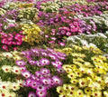 Ice Plant Mixed Color Flower Seeds