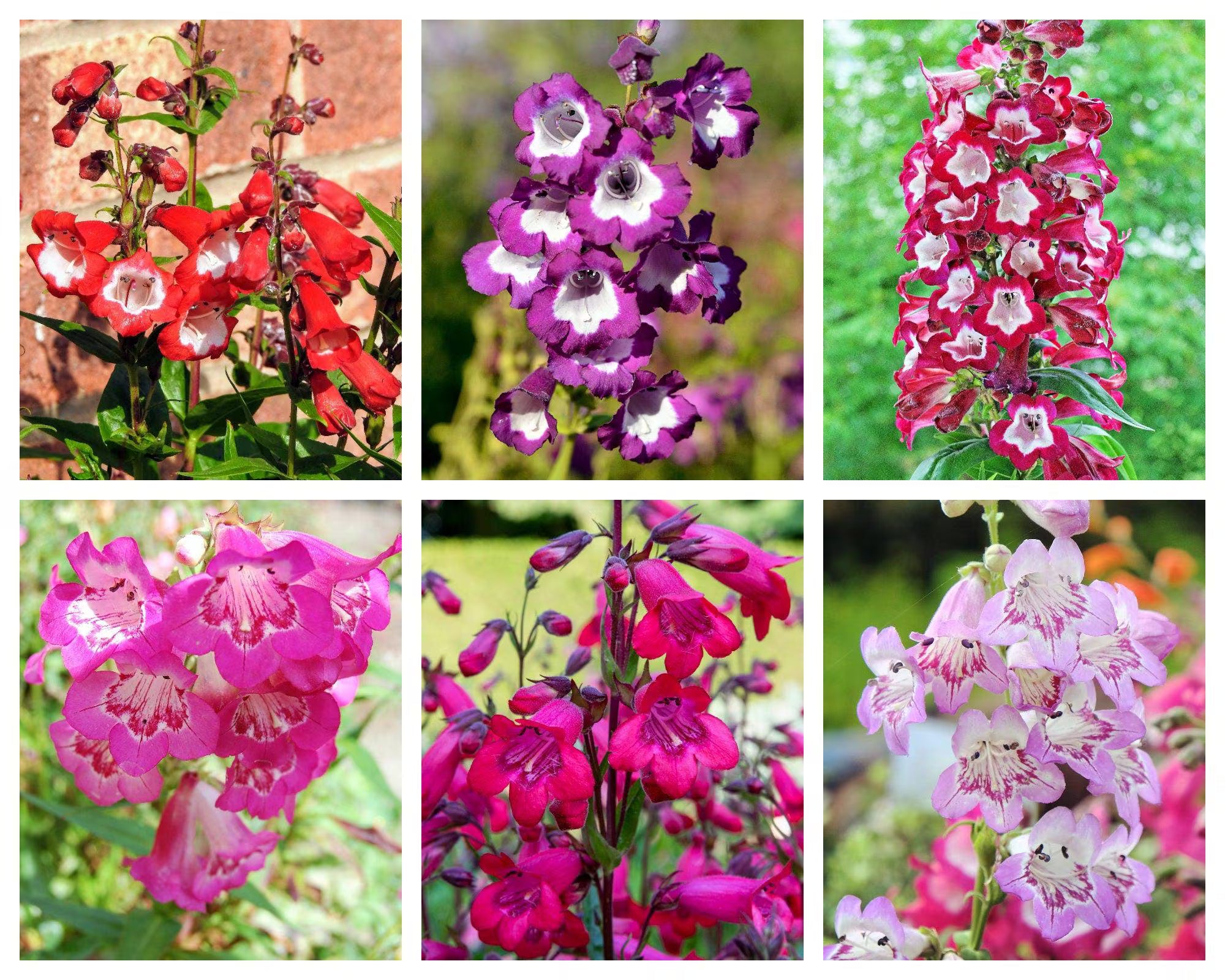 20/100/200pcs SENSATION MIX PENSTEMON Hartwegii Beardtongue Mixed Colors Two Tone Red, Pink, White, Purple, White Flower Seeds(20)