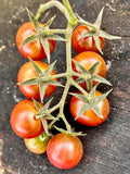 Controversy Dwarf Cherry Tomato Seeds from Bill Yoder Prince Line  Florida Heat Friendly